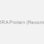 PRKA1RA Protein (Recombinant)